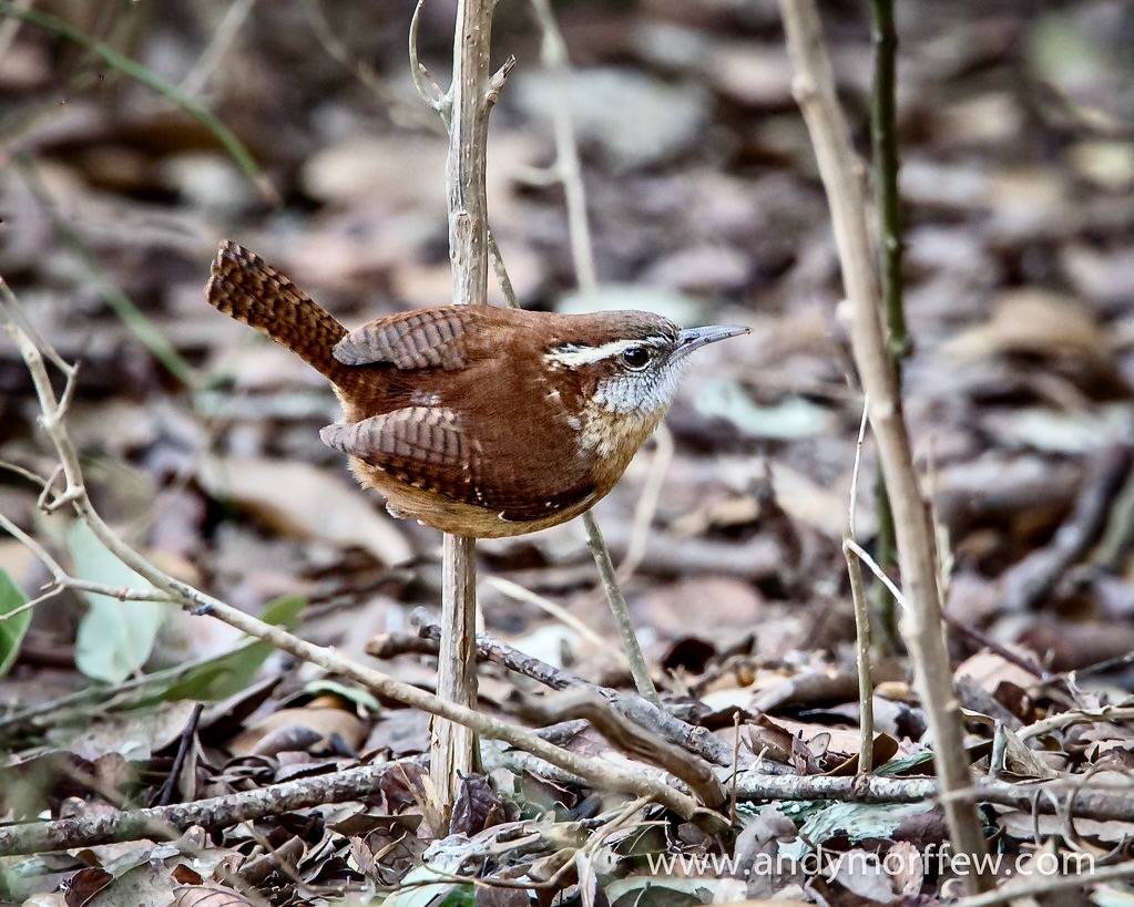 Carolina Wren by Andy Morffew is licensed under CC BY 2.0